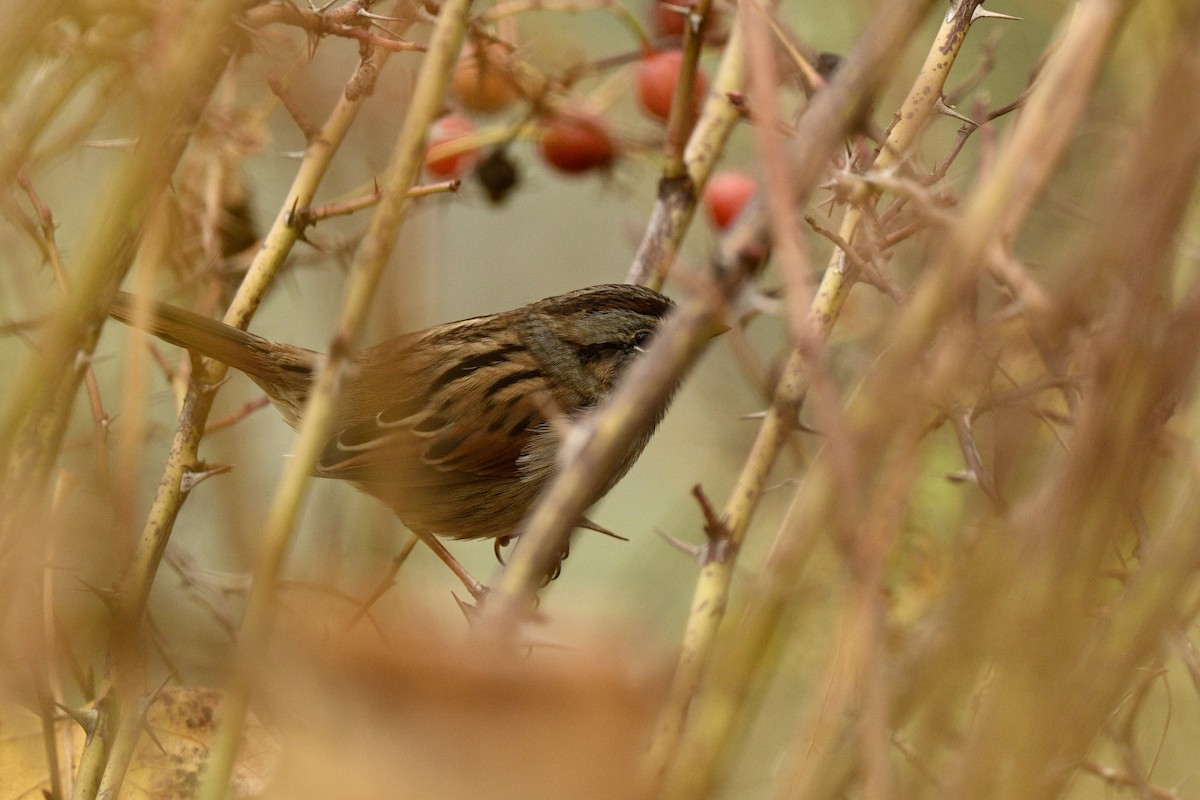 Swamp Sparrow - ML646472870