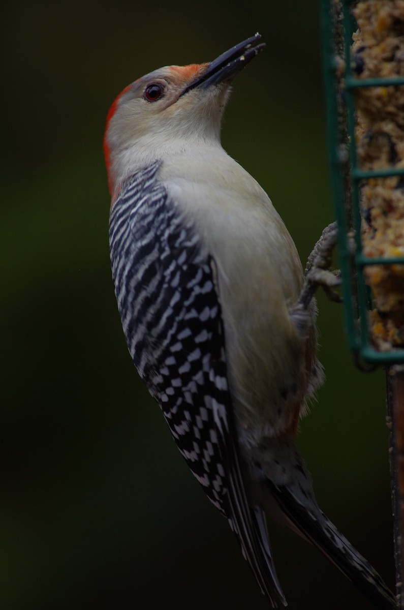 Red-bellied Woodpecker - ML646472871