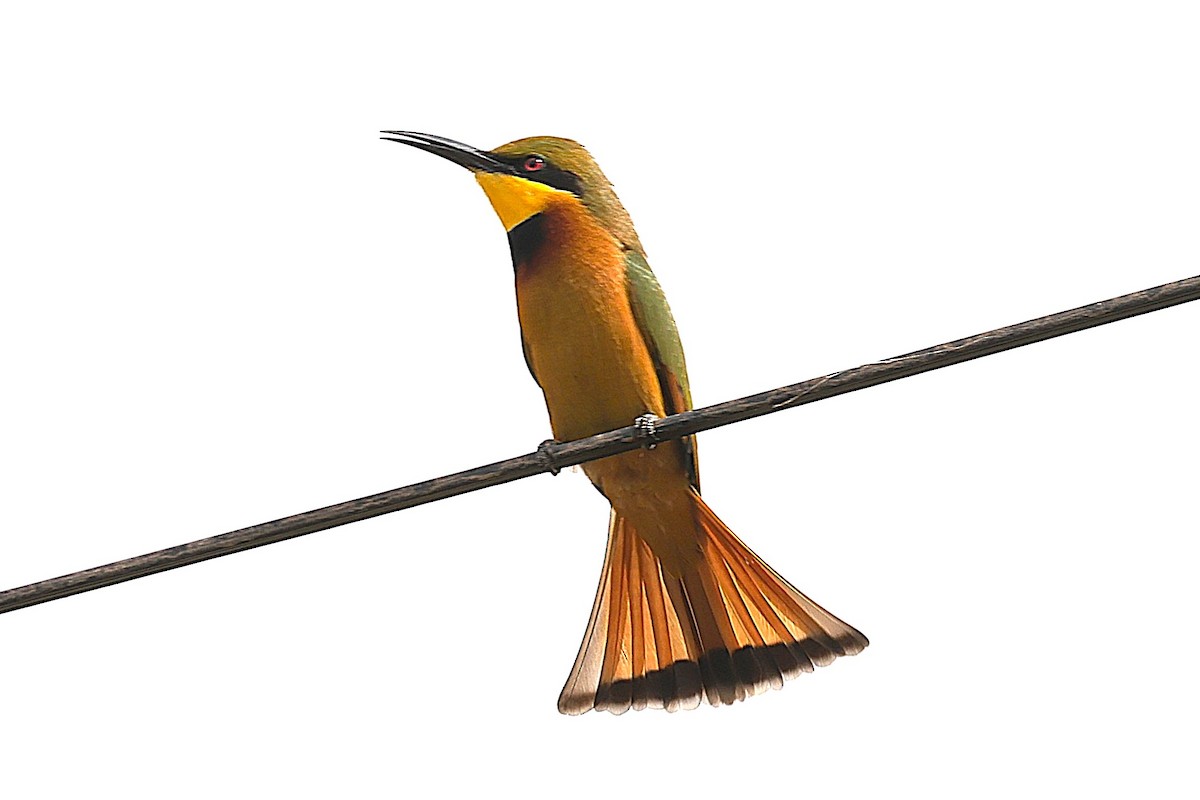 Little Bee-eater - ML646472877