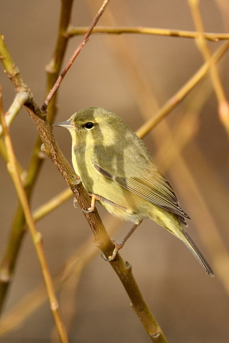 Orange-crowned Warbler - ML646472878