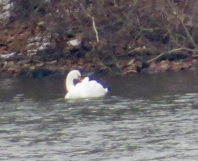 Лебідь-шипун - ML646472880