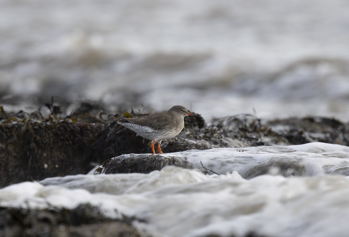 Common Redshank - ML646472885
