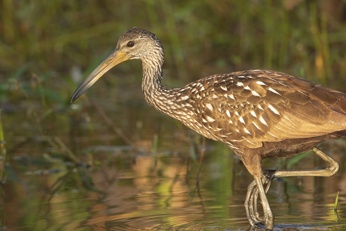 Limpkin - ML646472886