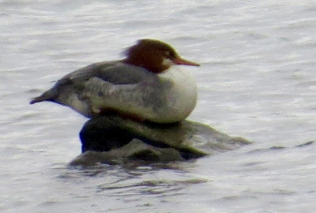 Common Merganser - ML646472887