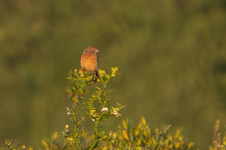 Cape Clapper Lark (Agulhas) - ML646472888