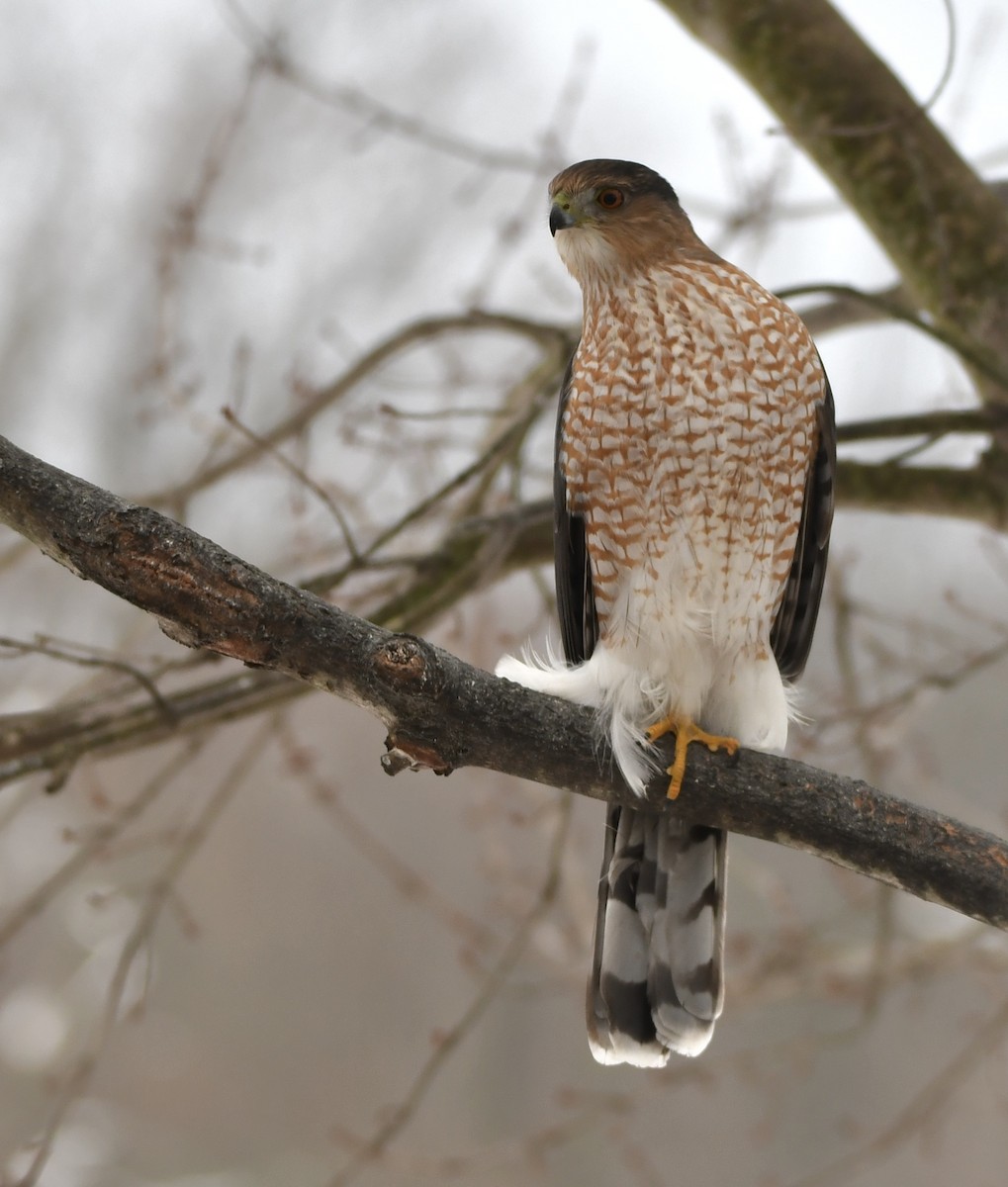 Cooper Atmacası - ML646472889