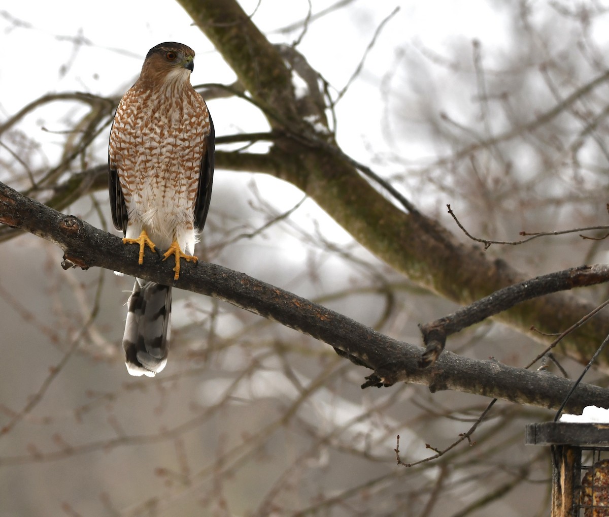 Cooper Atmacası - ML646472890