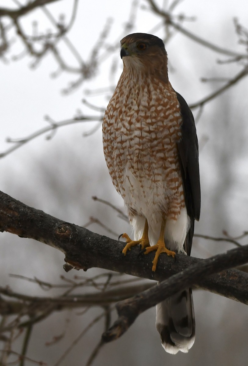 Cooper Atmacası - ML646472891