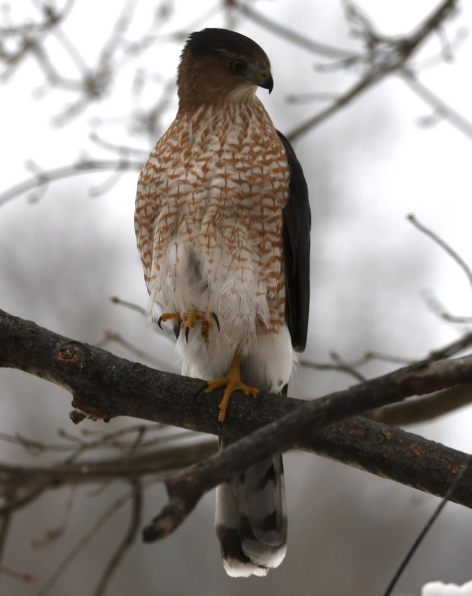 Cooper Atmacası - ML646472892