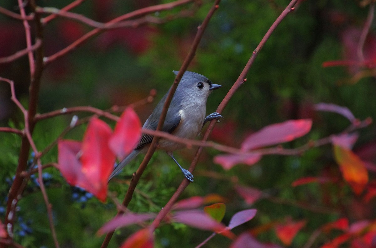 Tufted Titmouse - ML646472894