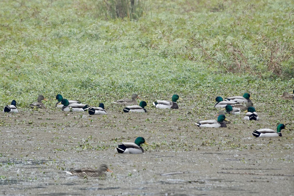 Mallard - ML646472895