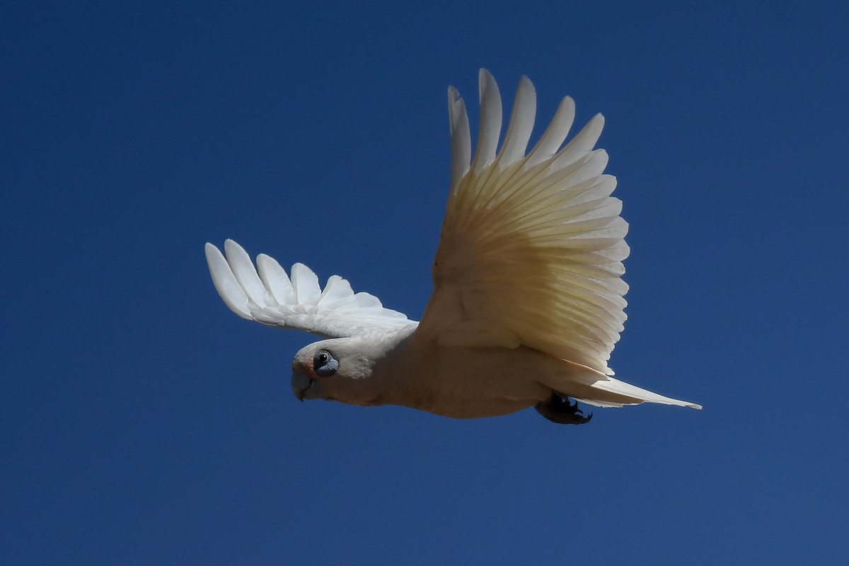 kakadu naholící - ML646472896