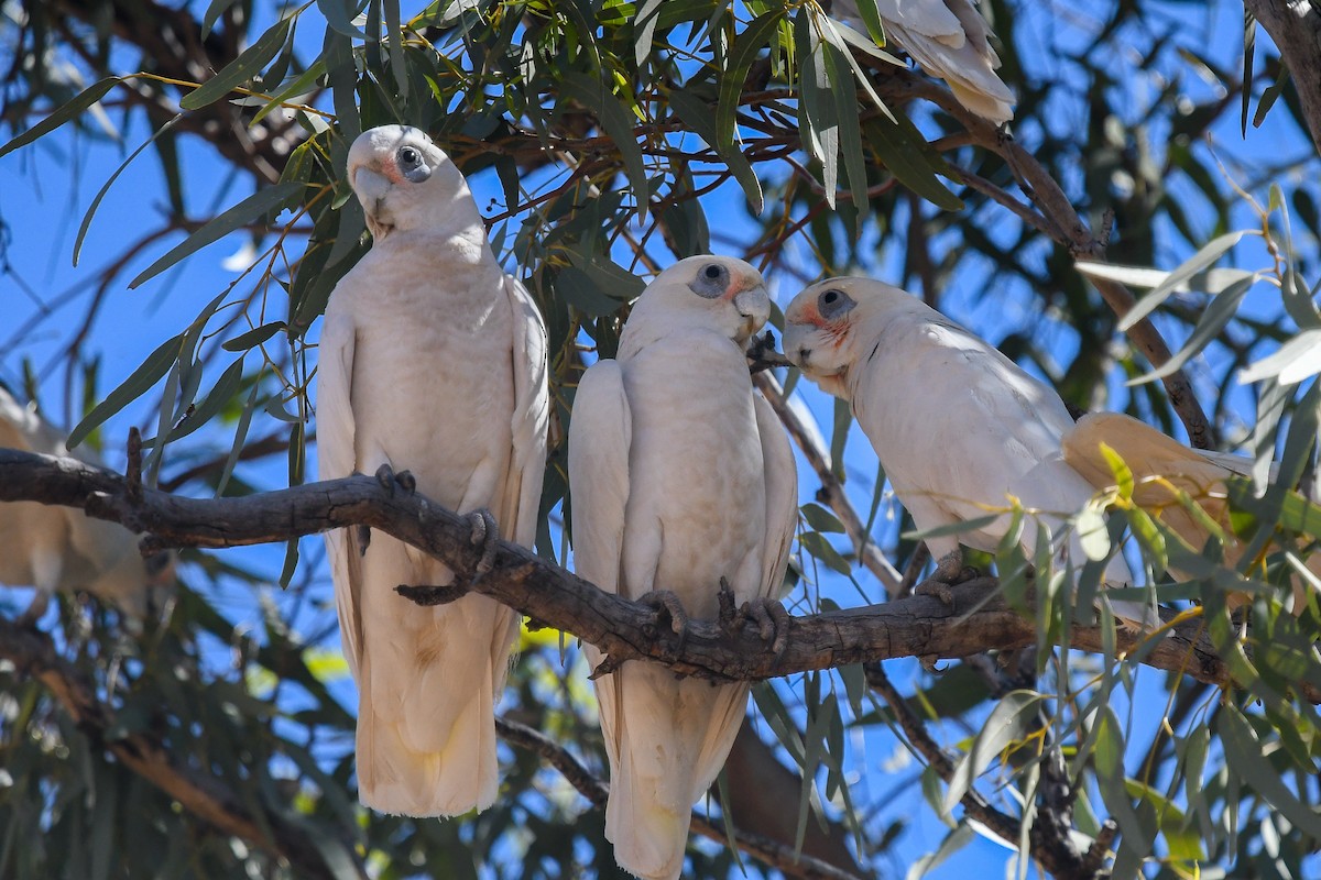 kakadu naholící - ML646472907