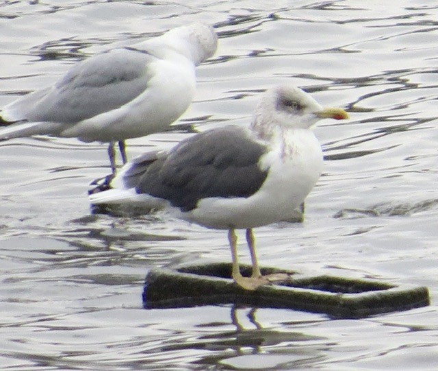 Lesser Black-backed Gull - ML646472909