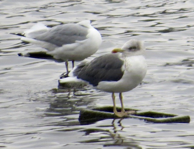 Lesser Black-backed Gull - ML646472910