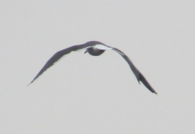 Lesser Black-backed Gull - ML646472911