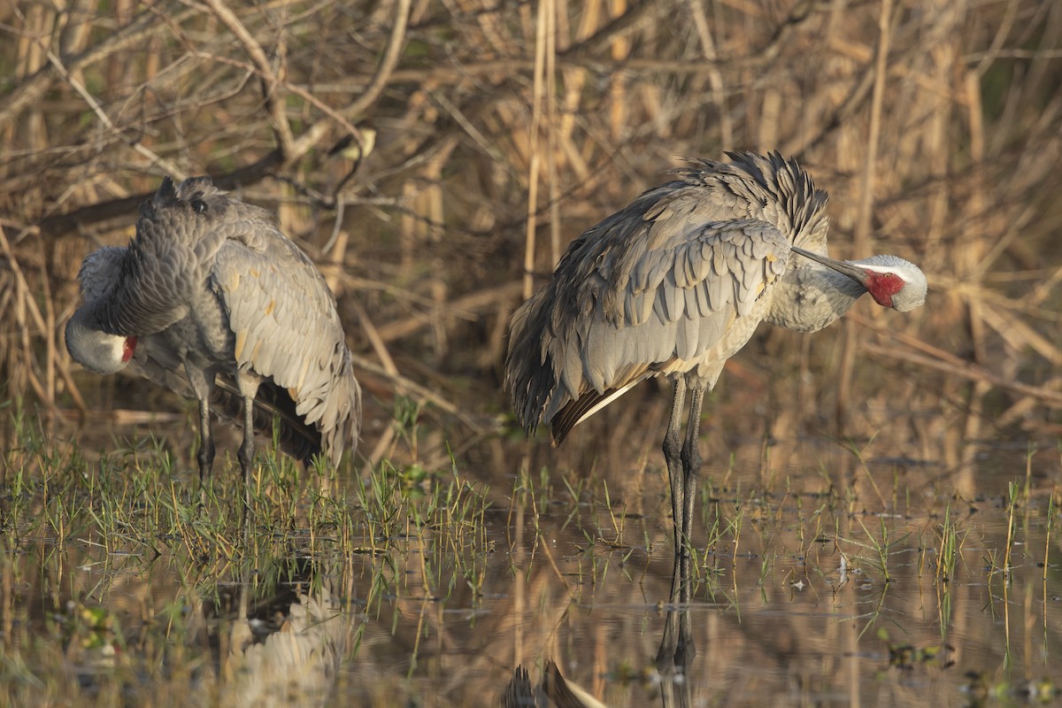 Орог тогоруу - ML646472915