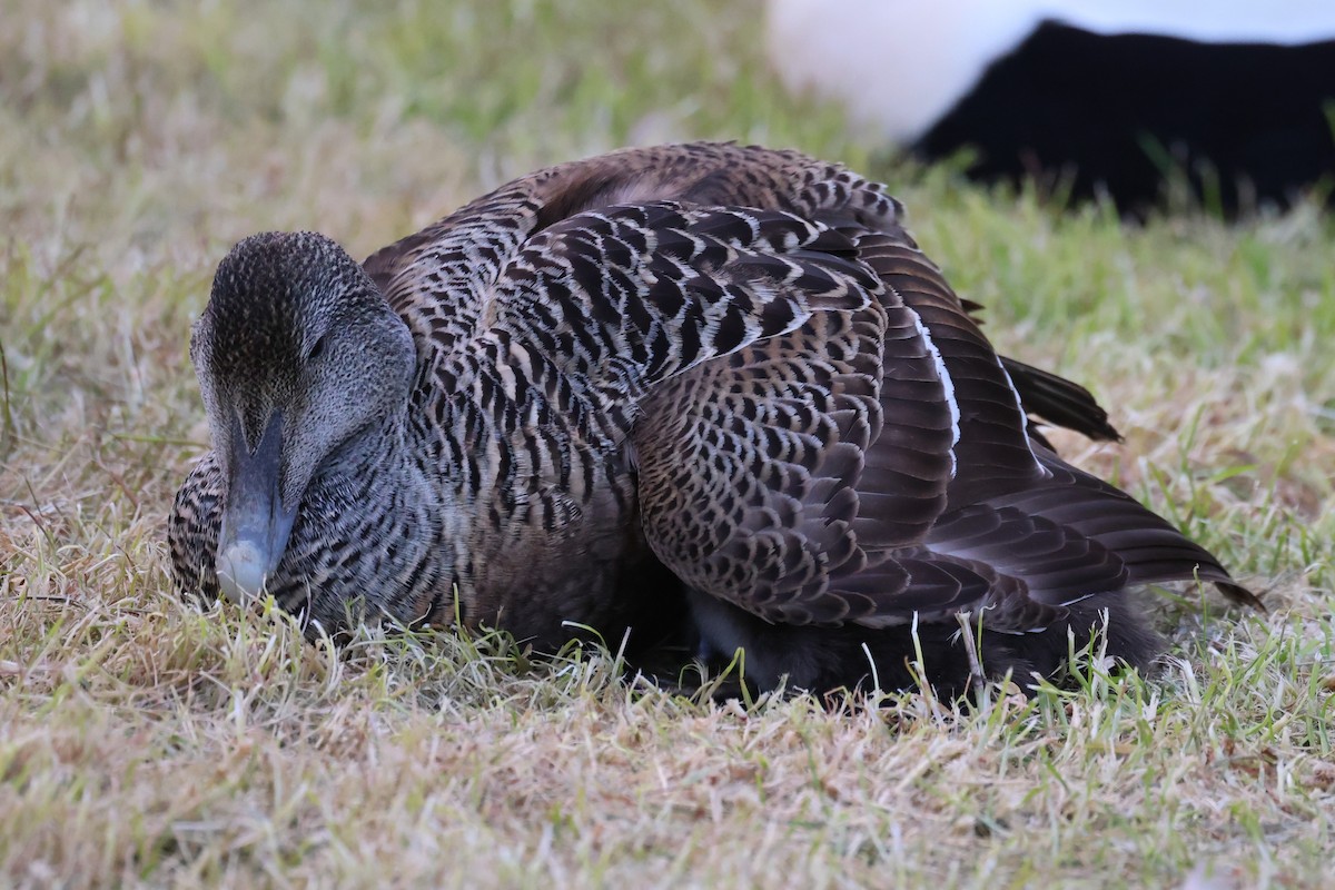 Common Eider - ML646472916