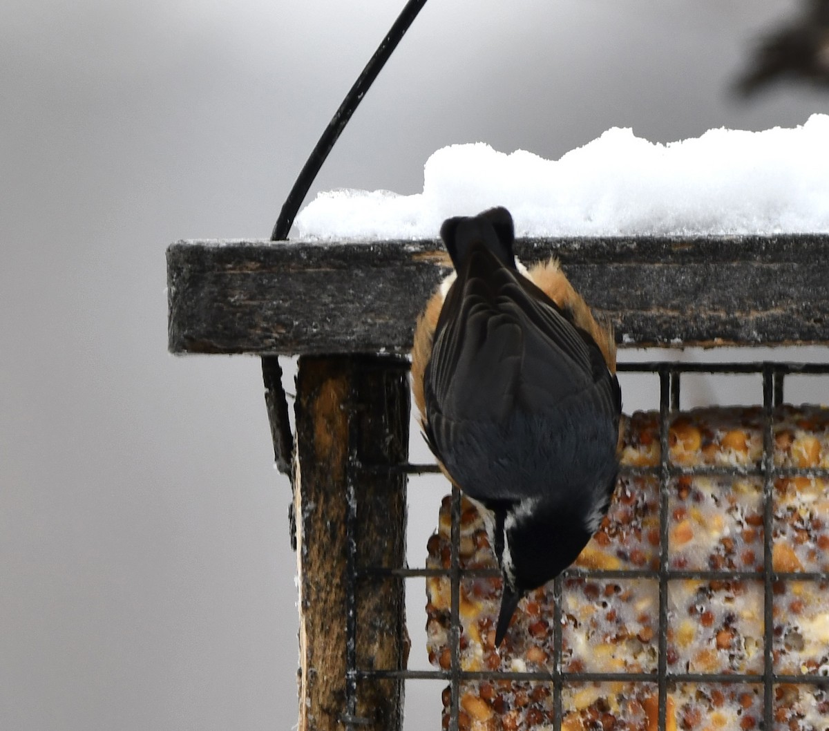 Kanada Sıvacısı - ML646472917