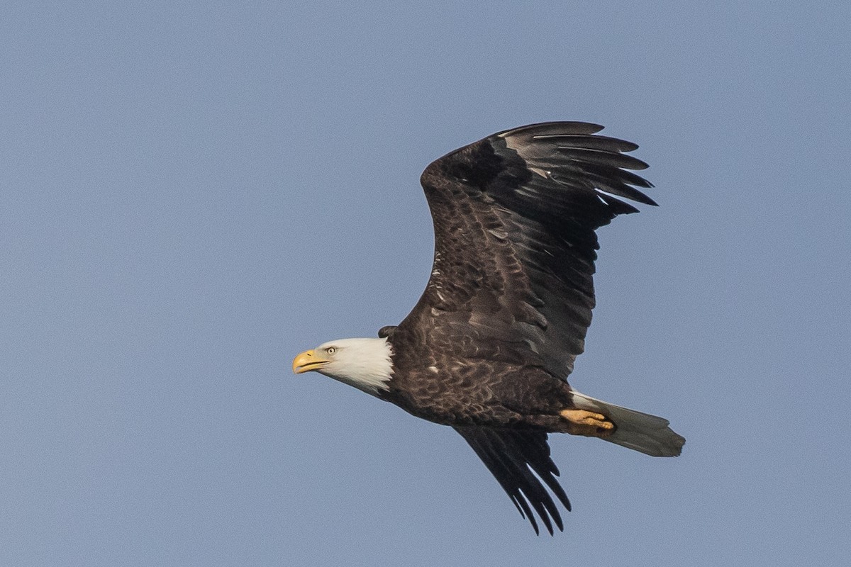 Орлан білоголовий - ML646472918