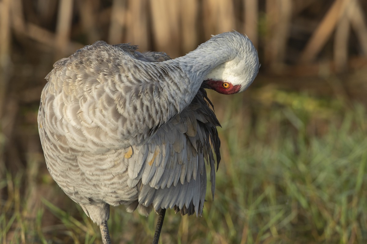 Орог тогоруу - ML646472928