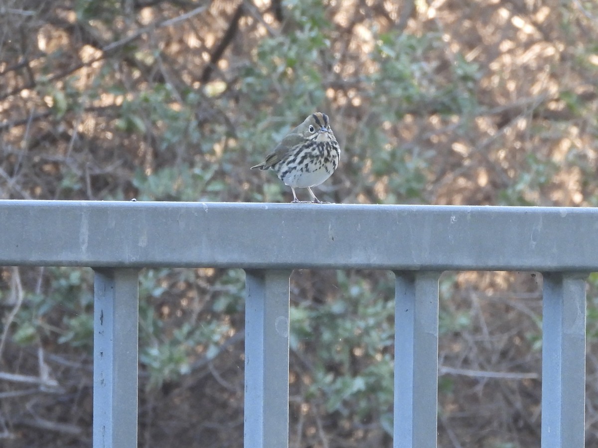 Ovenbird - ML646472929