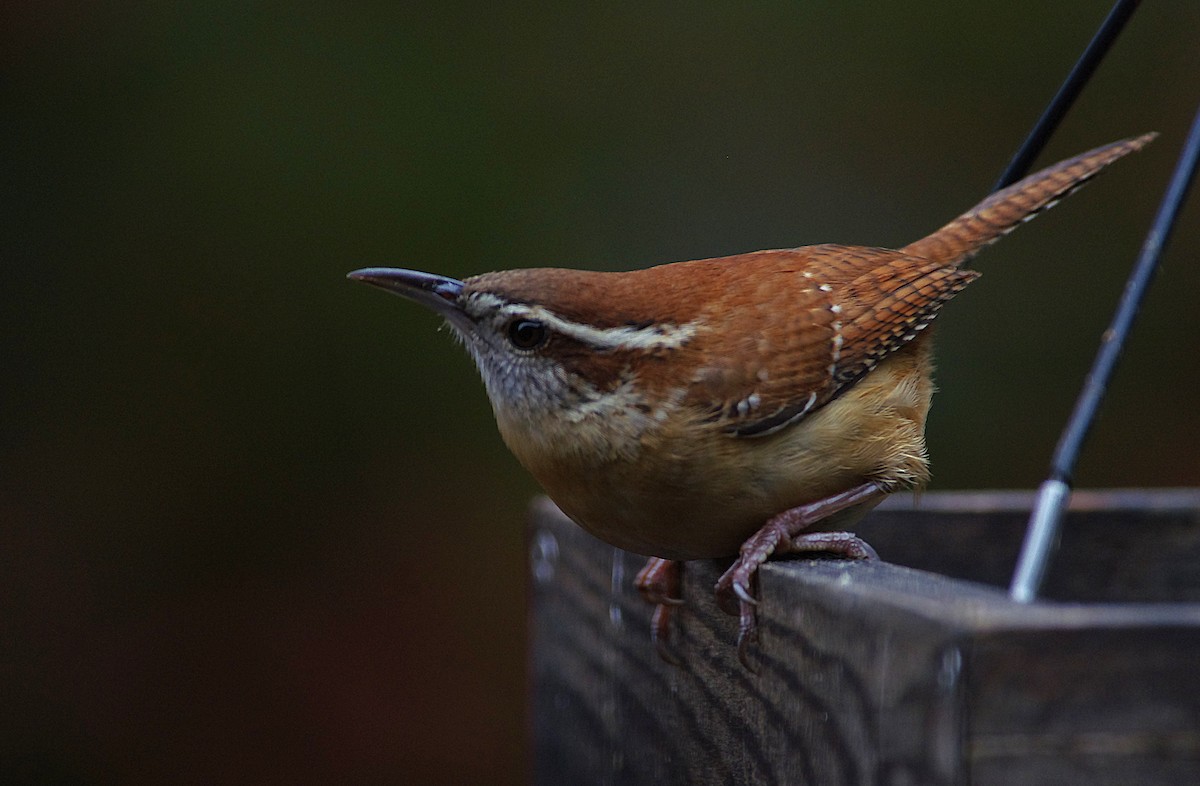 Carolina Wren - ML646472930