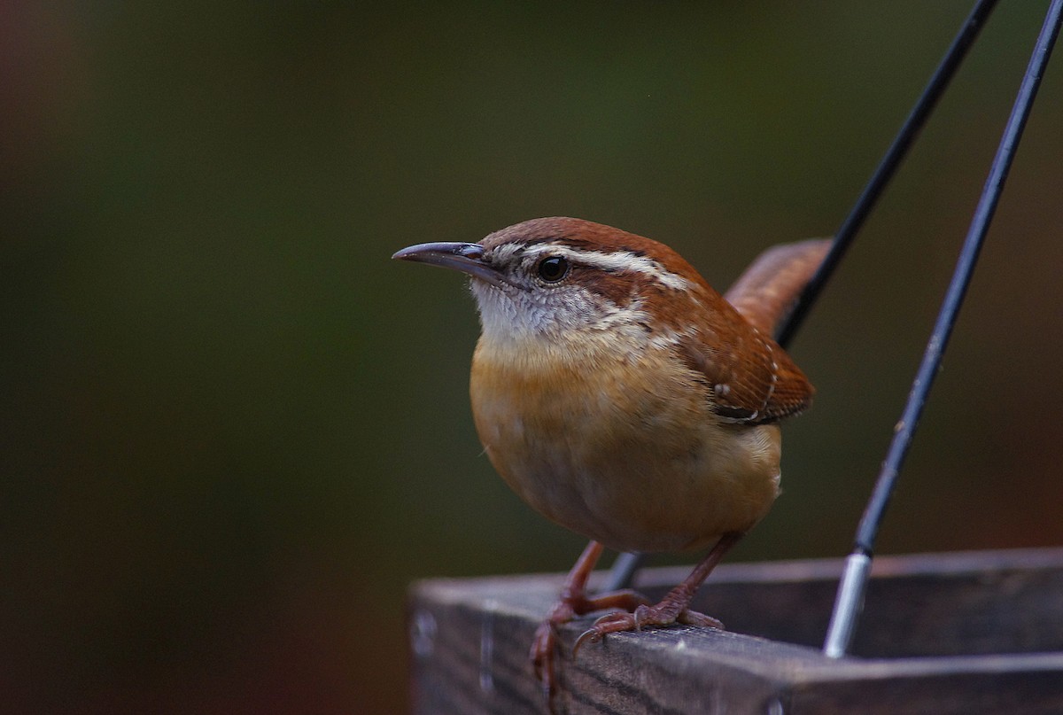 Carolina Wren - ML646472931