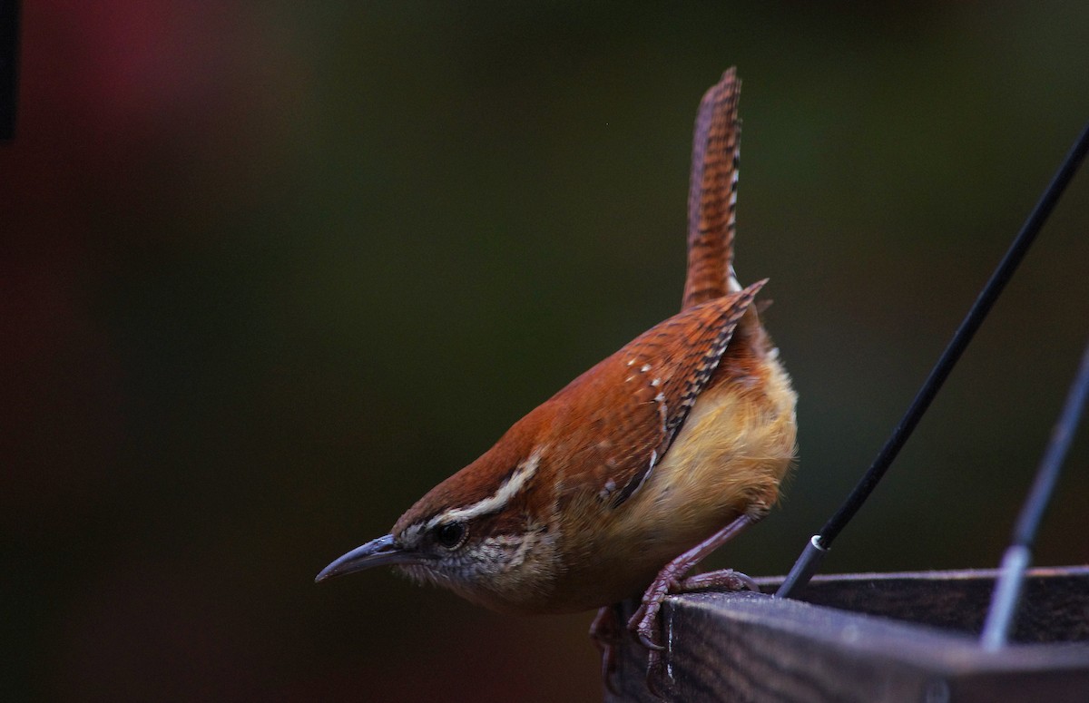 Carolina Wren - ML646472932