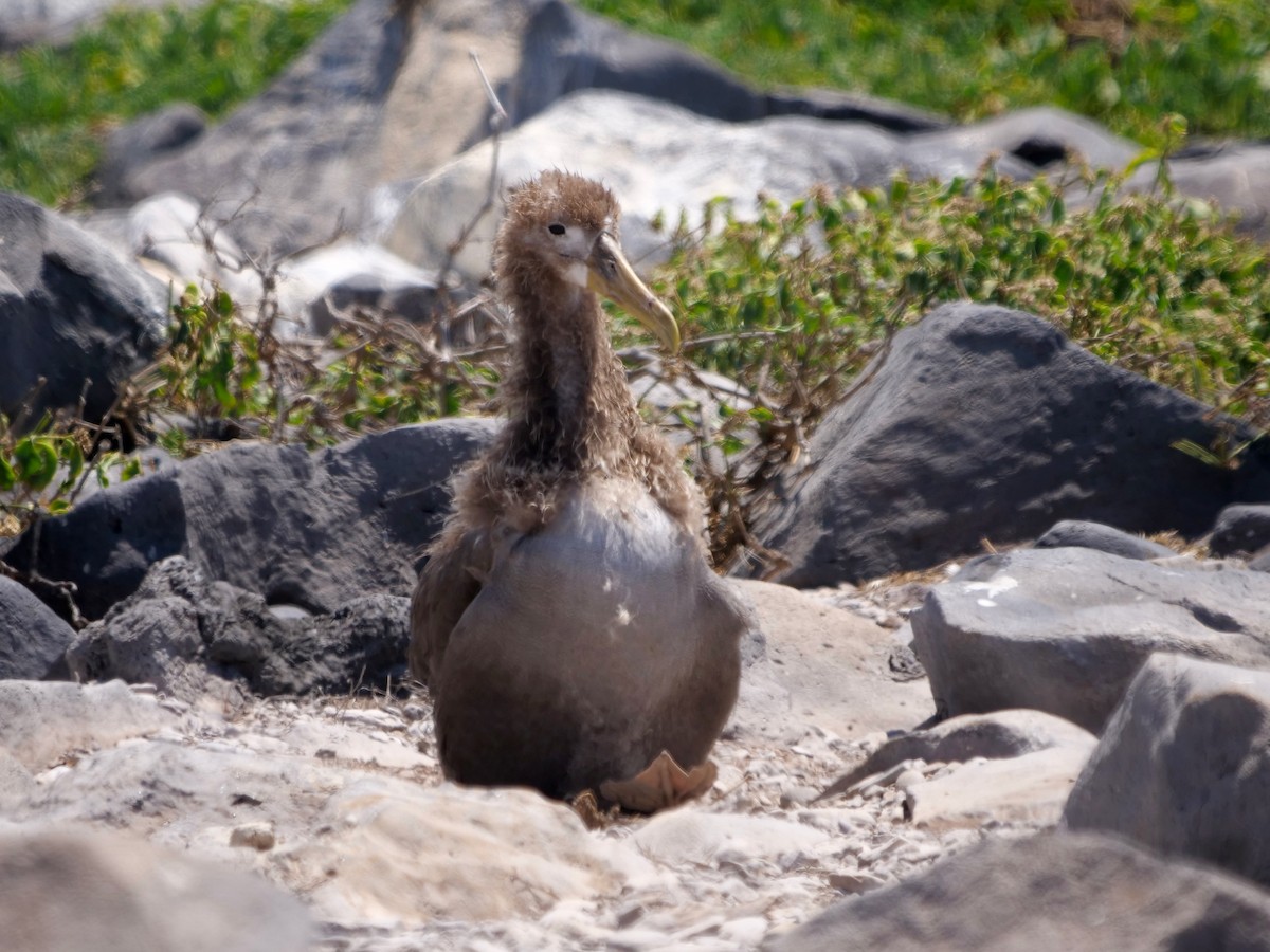 Albatros galapagoarra - ML646472933