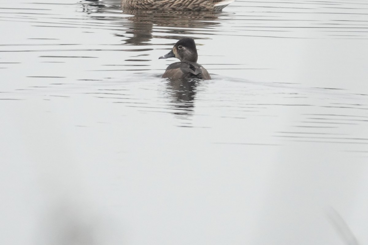 Ring-necked Duck - ML646472934