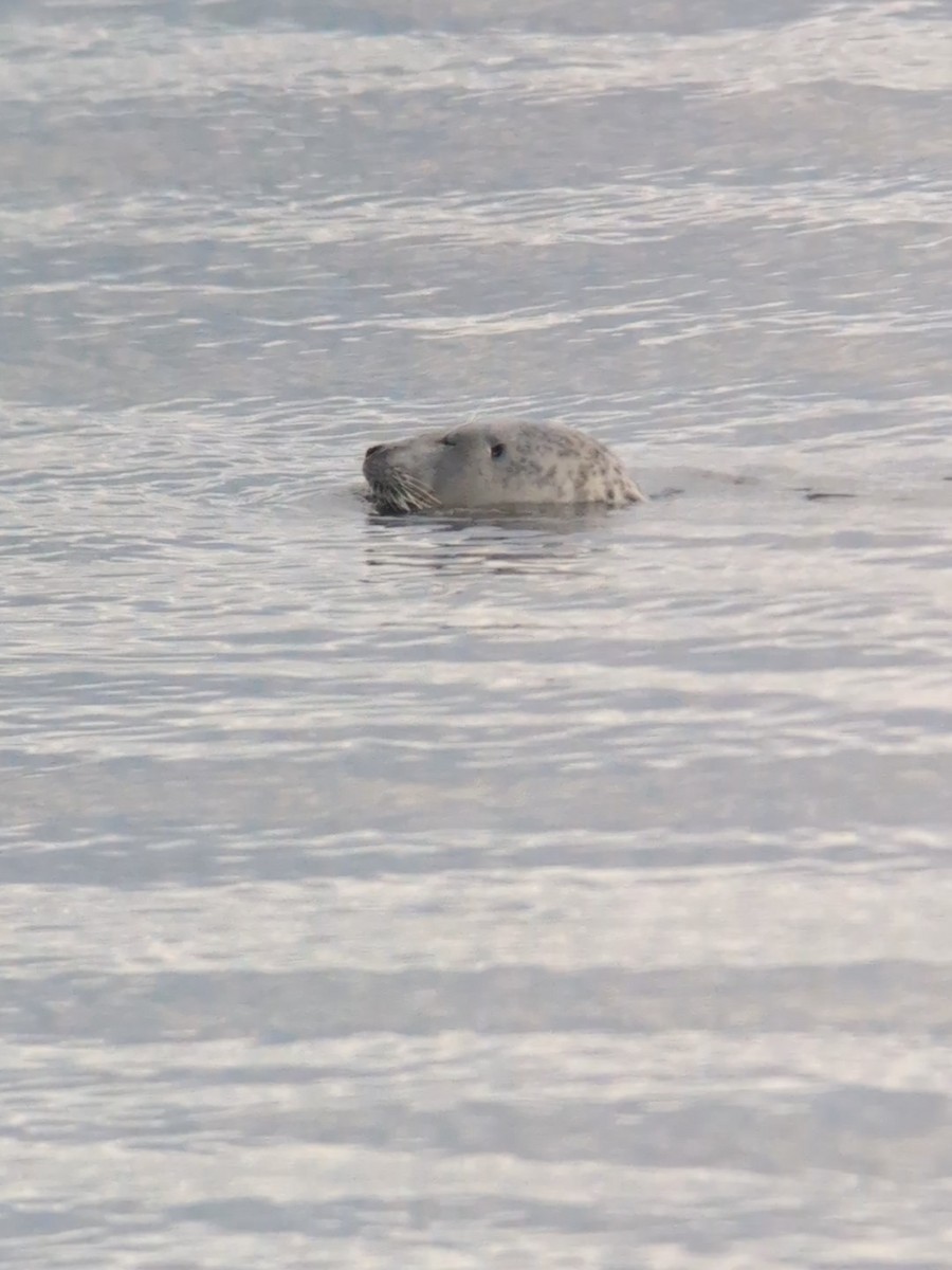 Foca común del Atlántico - ML646472935