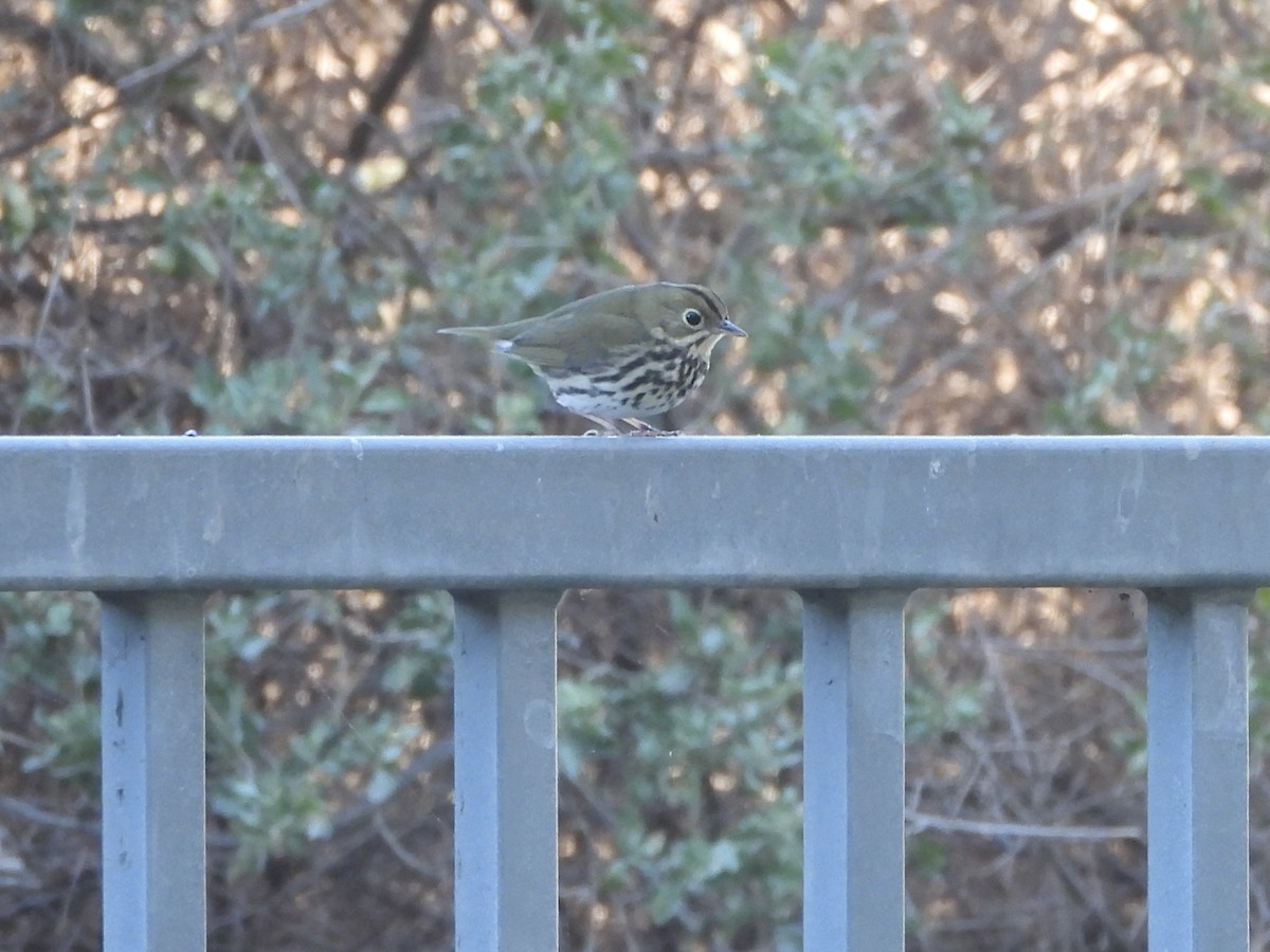 Ovenbird - ML646472936