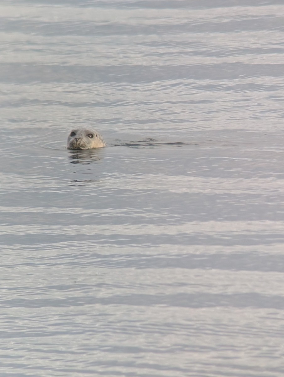 Foca común del Atlántico - ML646472937