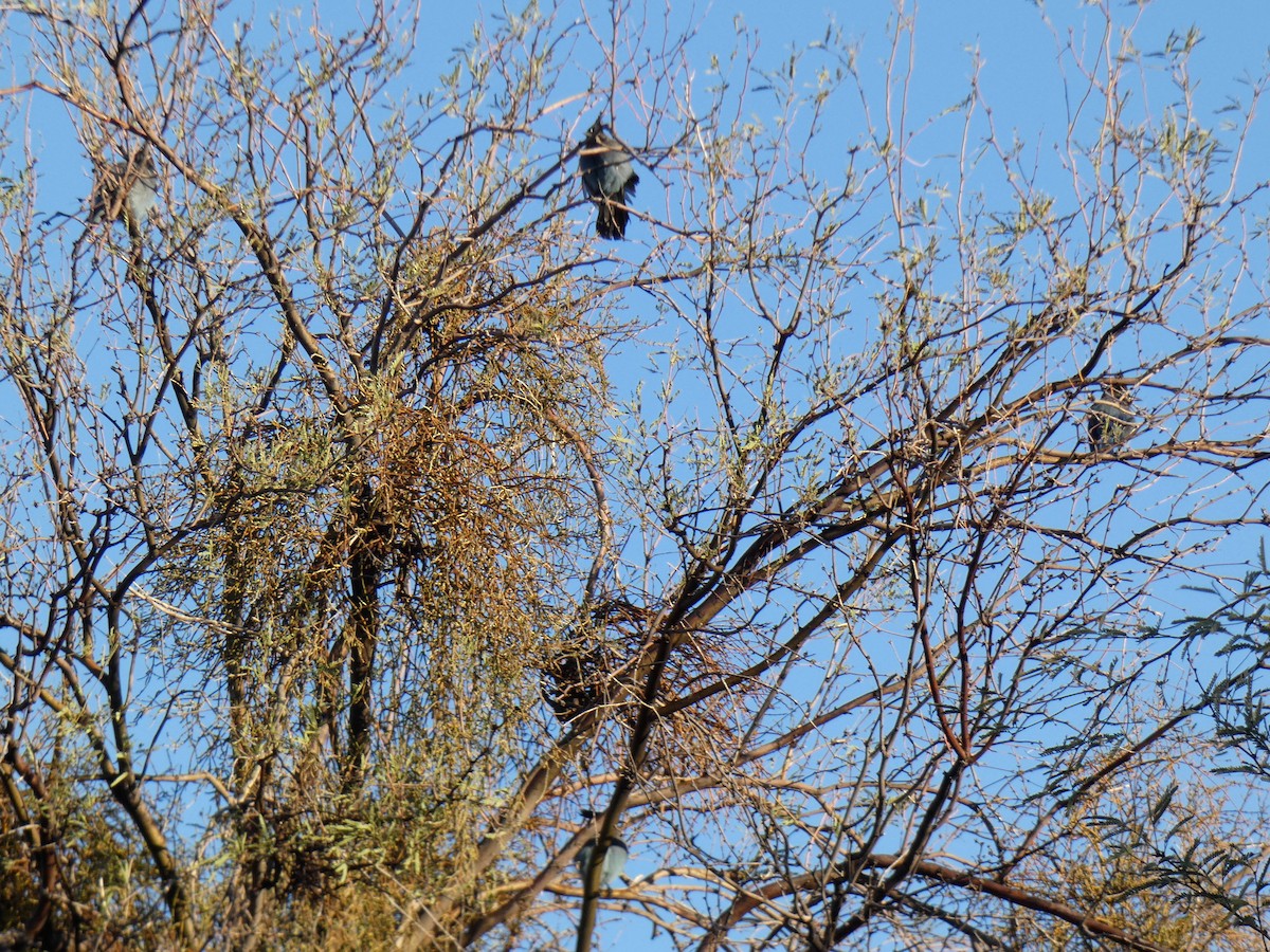 sojka Stellerova - ML646472942