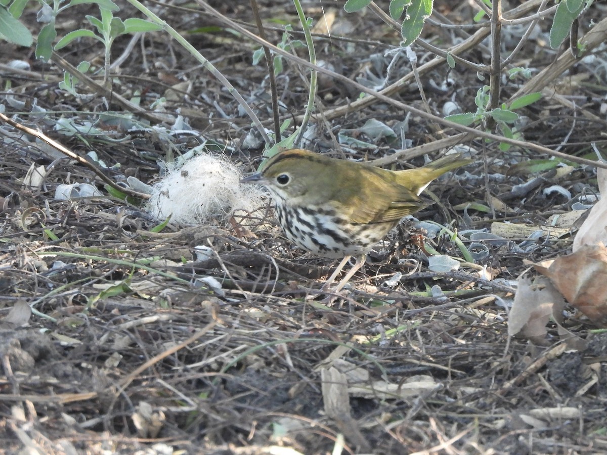 Ovenbird - ML646472943