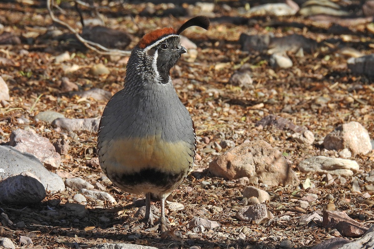 Gambel's Quail - ML646472944