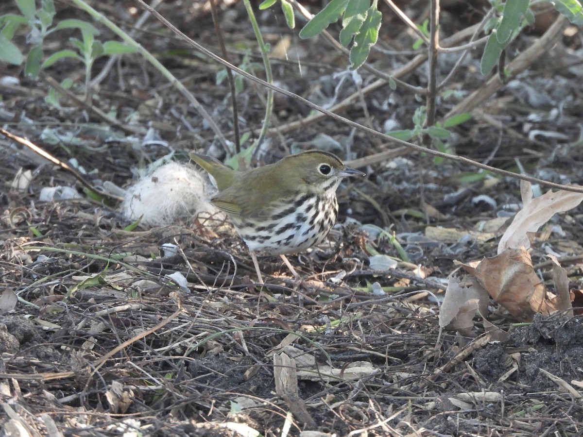 Ovenbird - ML646472945