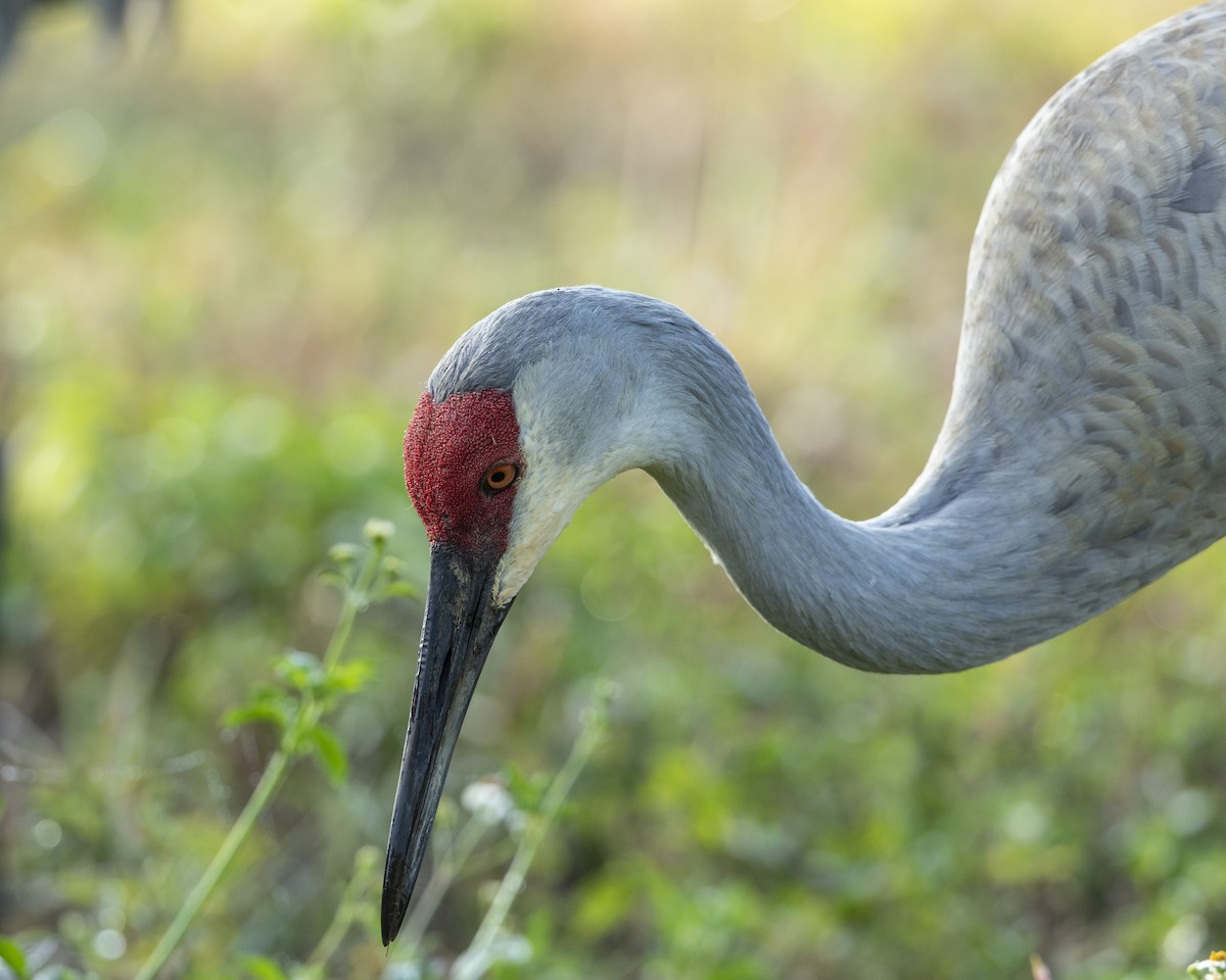 Орог тогоруу - ML646472946