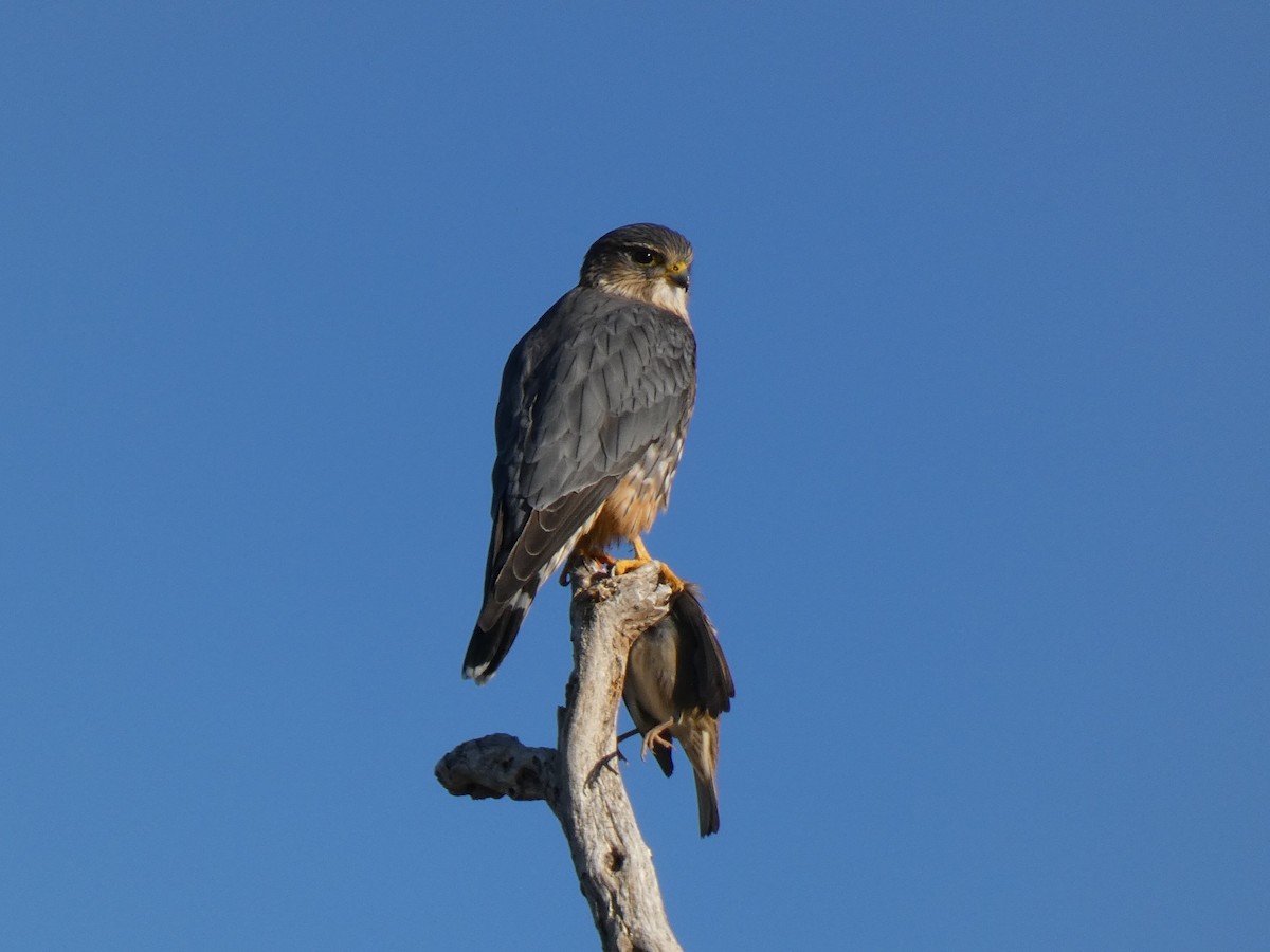 Merlin - ML646472948