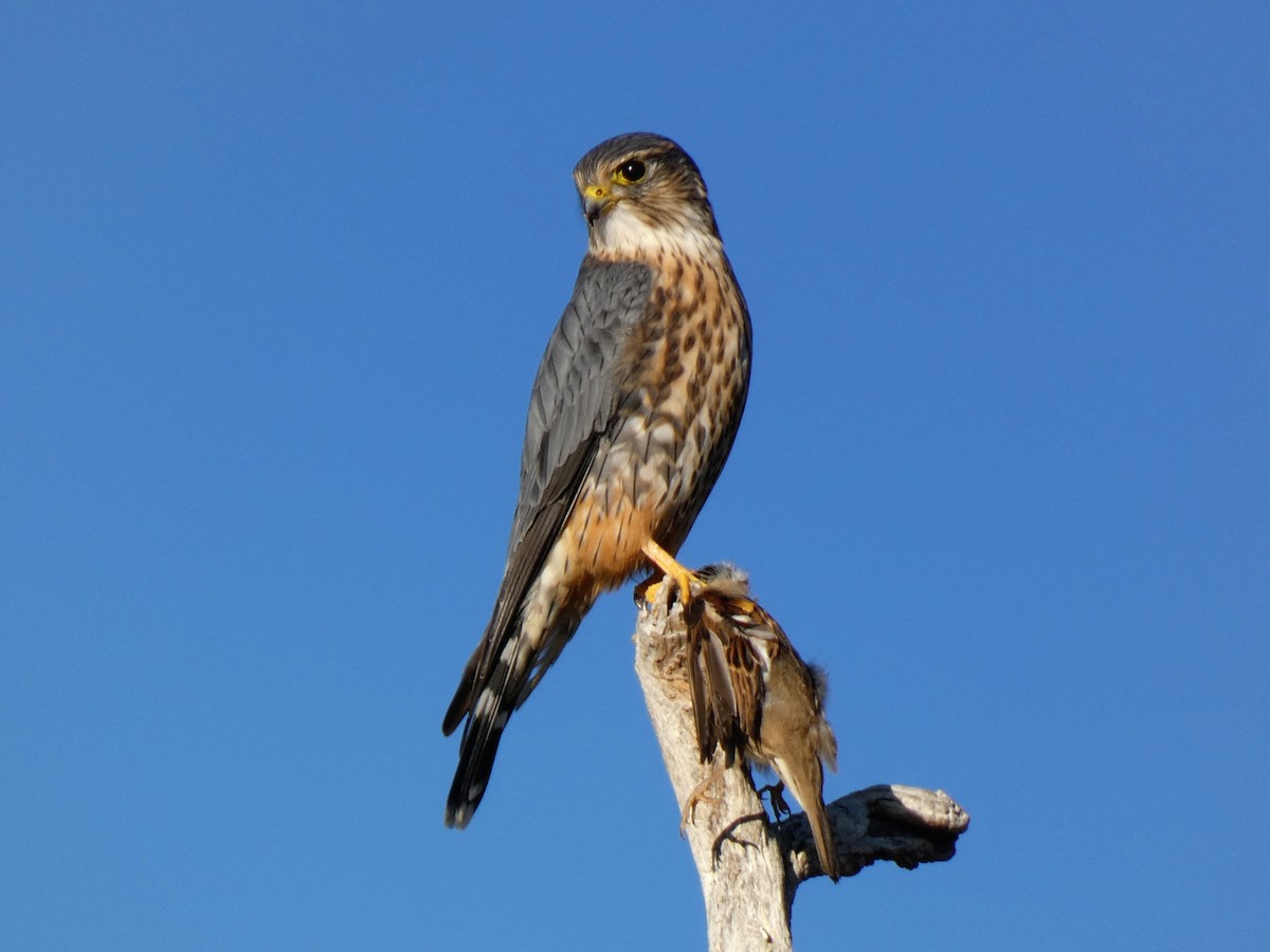 Merlin - ML646472949