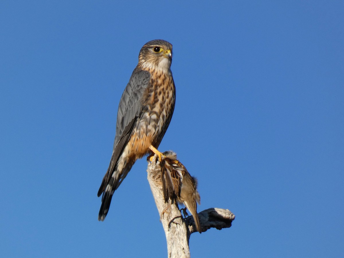 Merlin - ML646472950