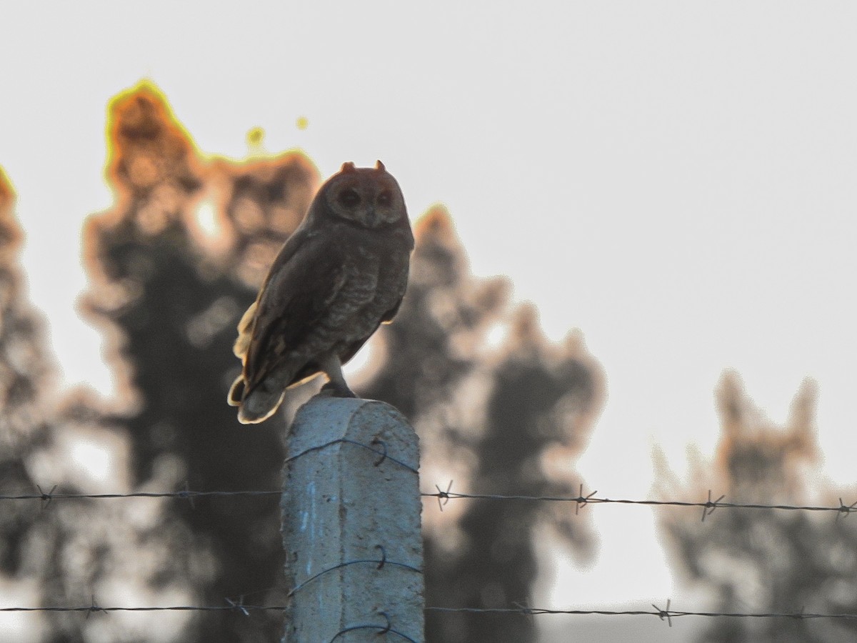 Marsh Owl - ML646472951