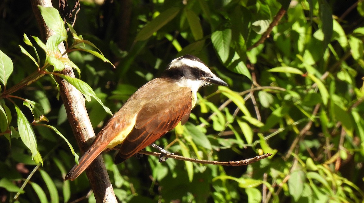 Great Kiskadee - ML646472953