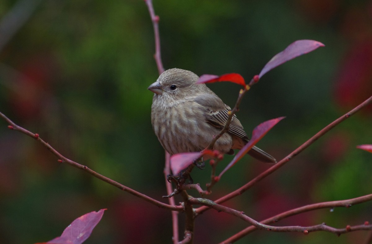 House Finch - ML646472955
