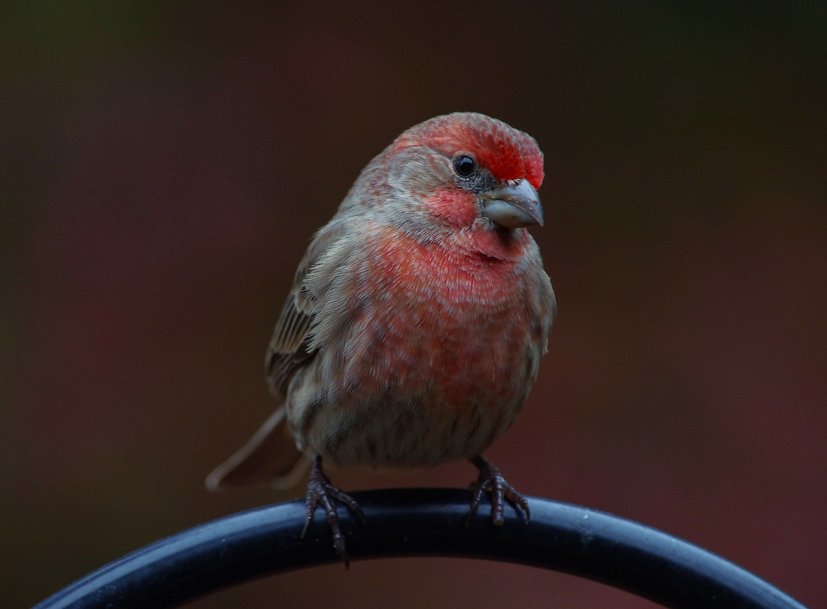 House Finch - ML646472956