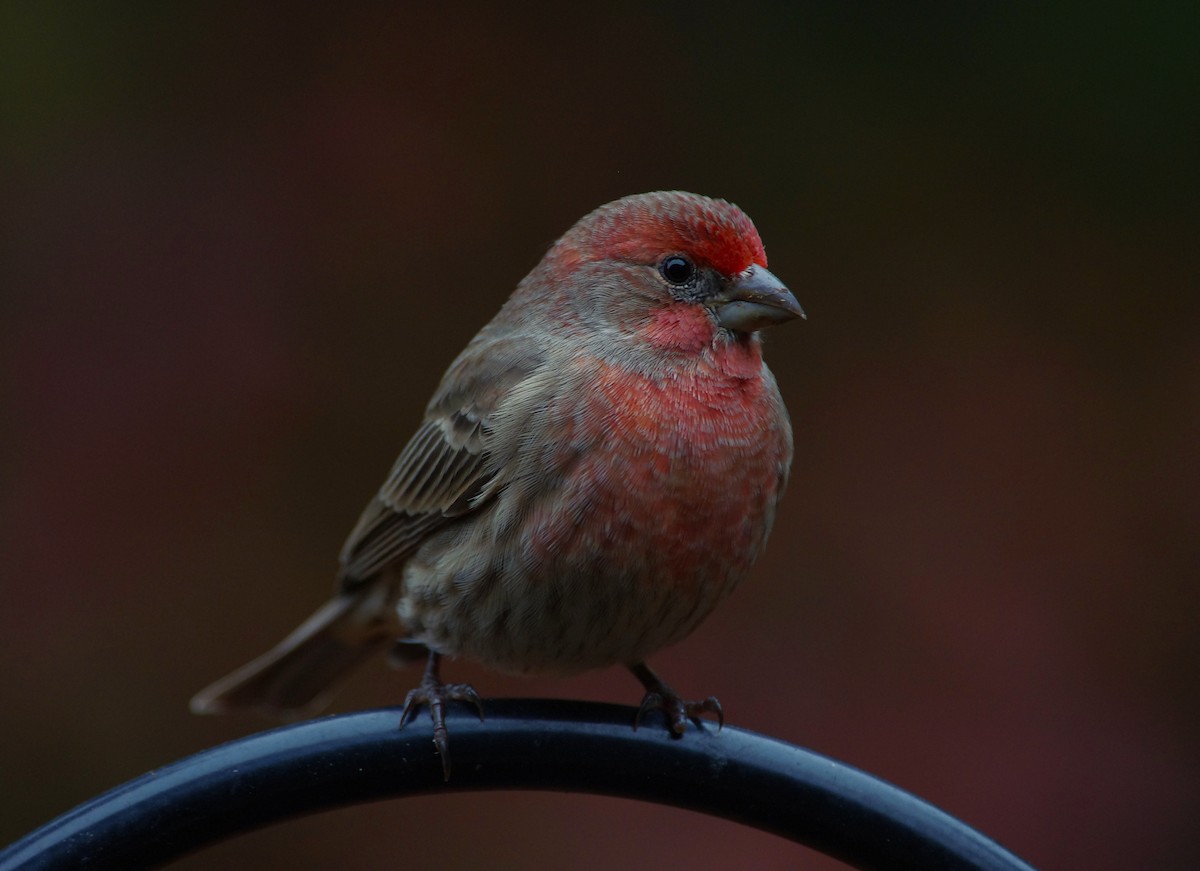 House Finch - ML646472957