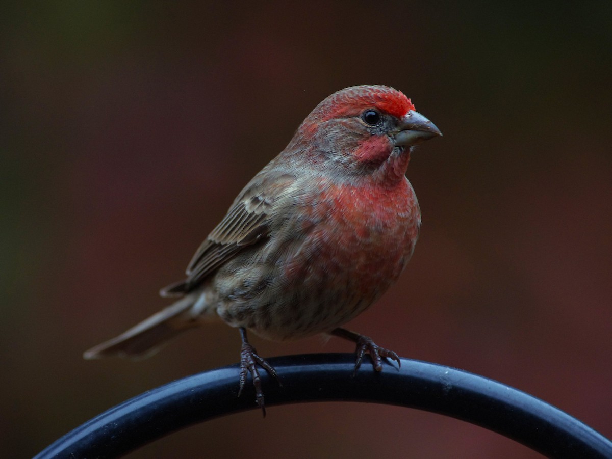 House Finch - ML646472958