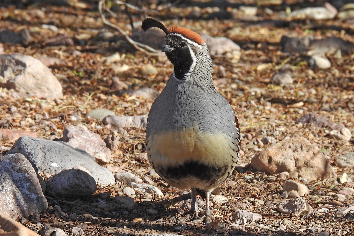 Gambel's Quail - ML646472959
