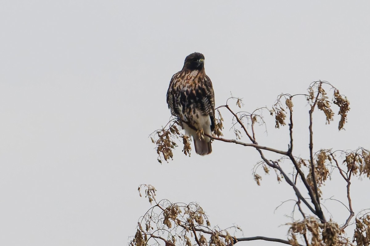 Red-tailed Hawk (abieticola) - ML646472961